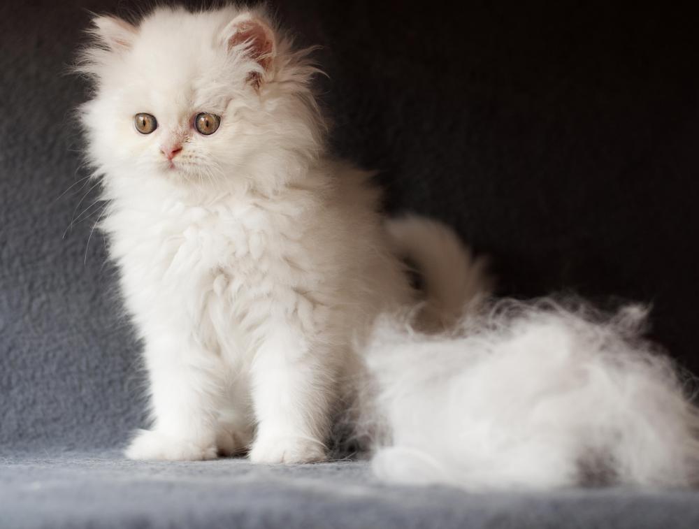 Cutting down on shedding reduces airborne dander.