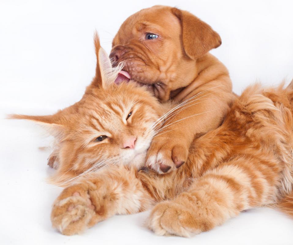 Proper care of pets and animals can contribute to a healthy environment.