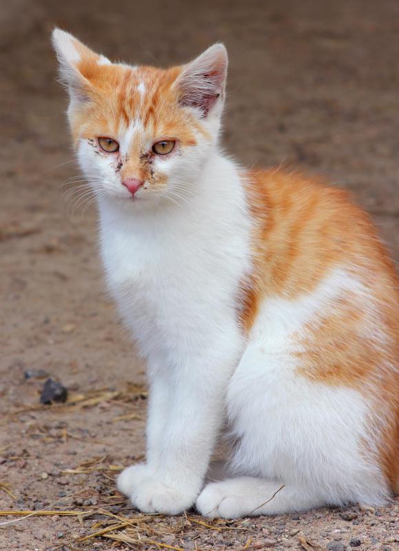 Pets that go outdoors are more exposed to fleas, ticks and other pests.