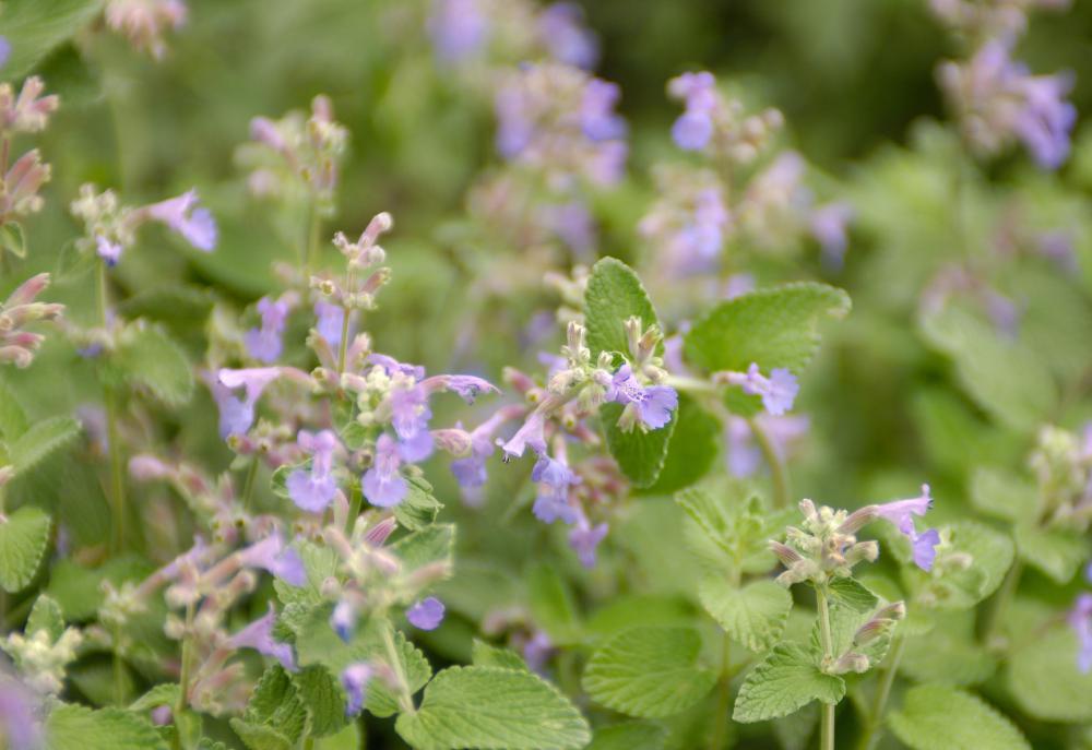 The catnip herb contains an ingredient that many cats react to.