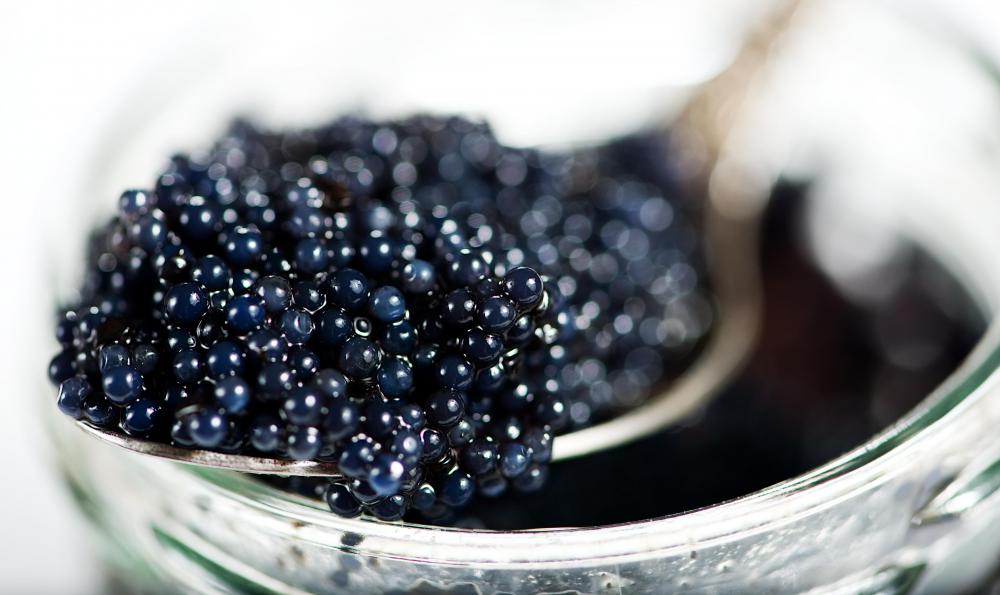 Shovelnose sturgeons are valued for their caviar.