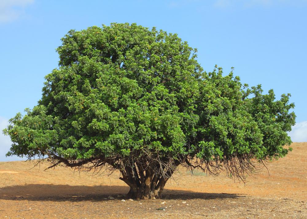 Carob trees produce edible seed pods that taste similar to chocolate but will not harm dogs.