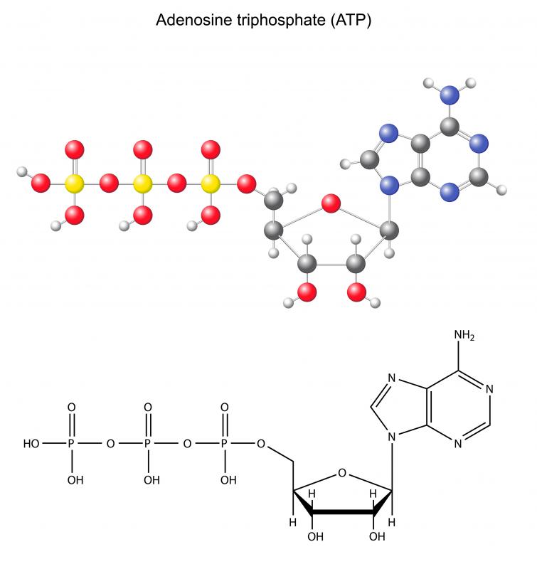 ATP is needed to produce the enzyme necessary to create a firefly's glow.