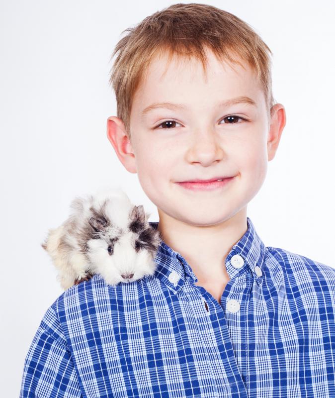 Fur plucking is a common guinea pig problem.