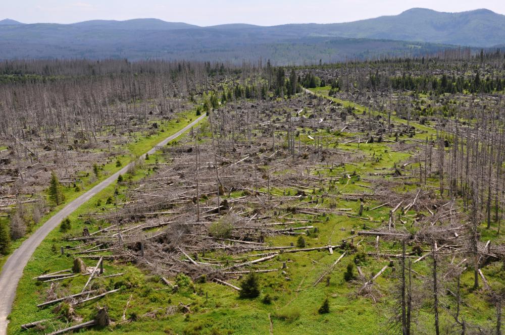 Deforestation can lead to a decrease in biodiversity.