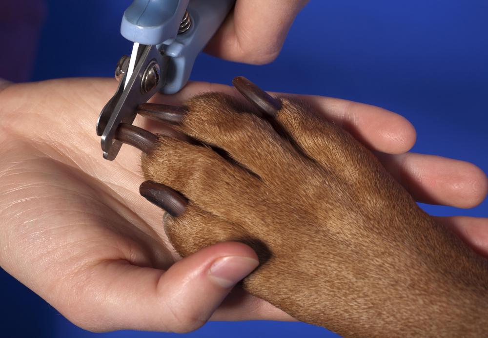 Some pet hotels offer services such as nail trimming.