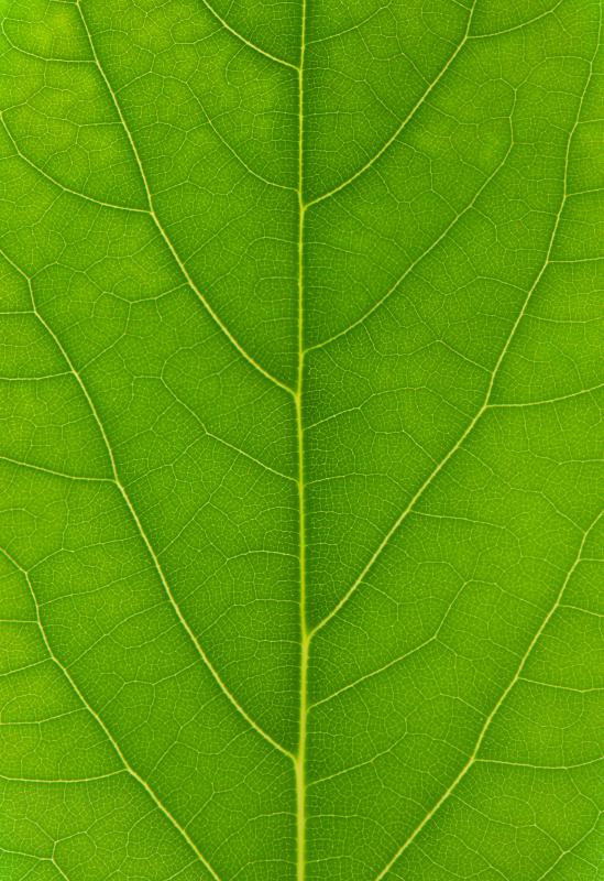 Chlorophyll is critical for the photosynthesis of plants.