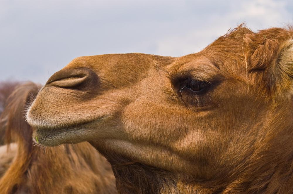 Camels usually live from 50 to 60 years.