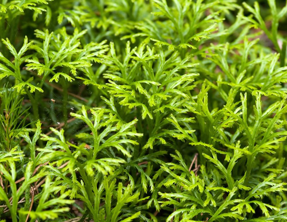 Club moss is not related to moss.