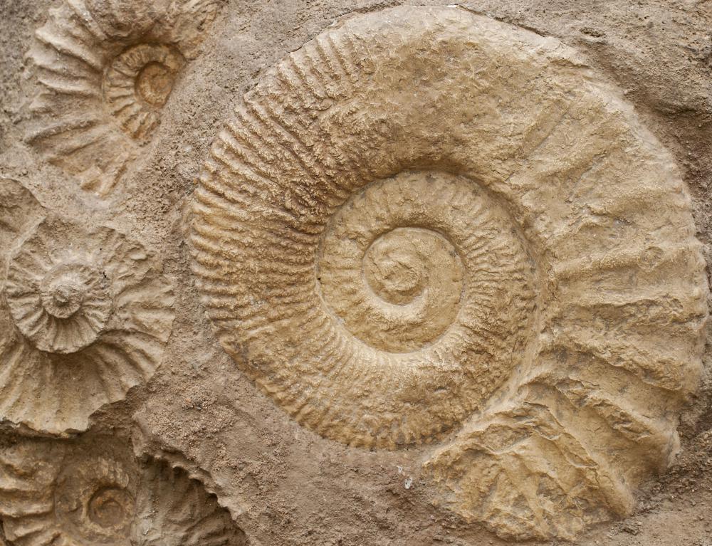 By studying fossils, paleobiologists can learn about how Earth evolved.