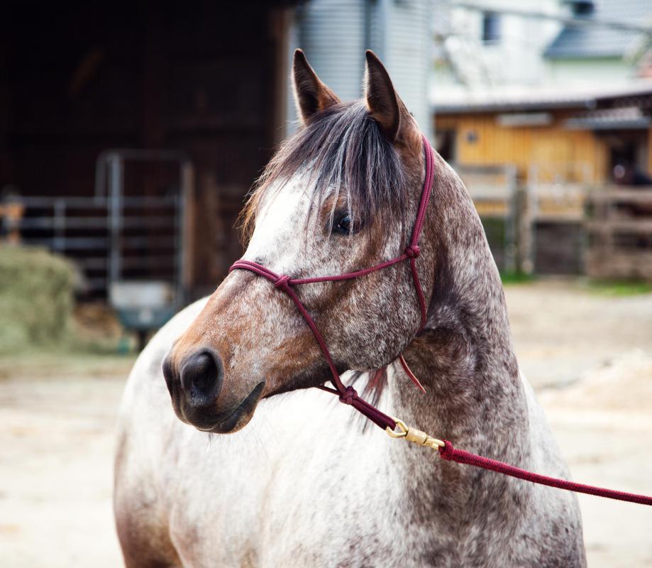 Horses are often named for the color of their coat.