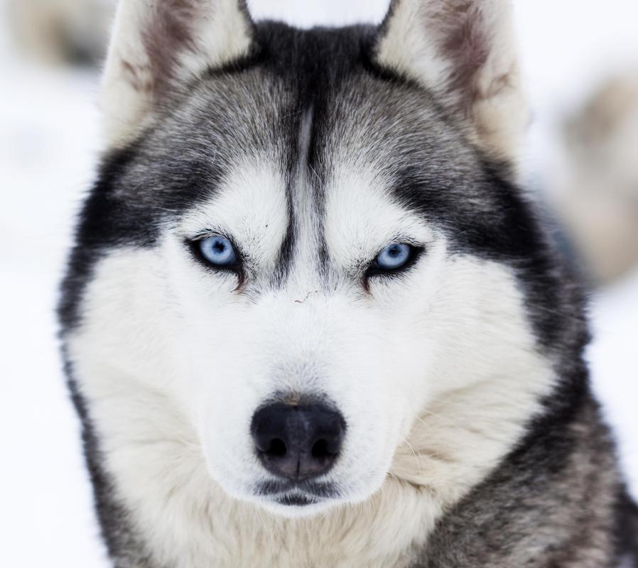 Huskies are among the dogs most likely to howl.