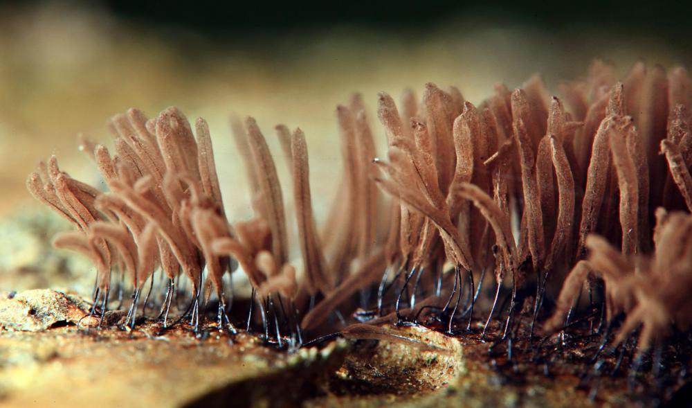 The perimeter of the fairy ring may receive extra nutrition from the mycelium as it prepares to fruit.