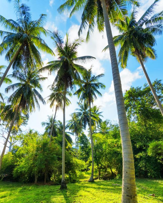 A coconut palm tree produces coconuts.