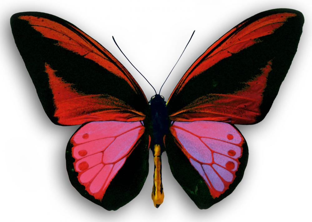 Colorful butterfly.