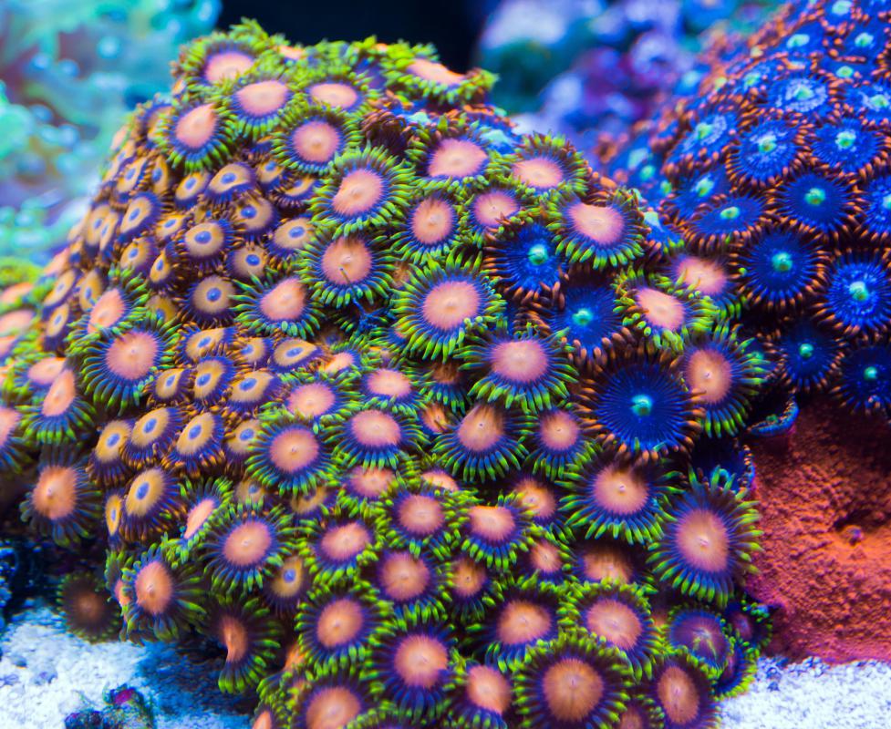 Because they must evade predators while finding food, it is believed that fish that inhabit coral reefs see a broad spectrum of colors.
