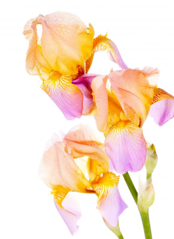 Irises are susceptible to many types of infection.