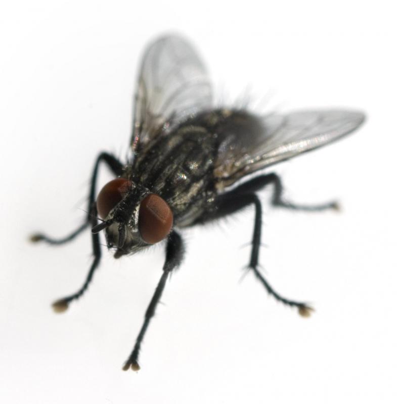 Houseflies belong to the insect Order Diptera.