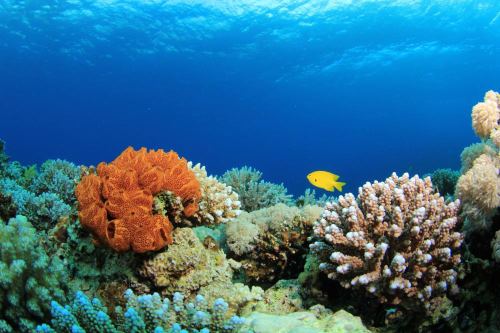 Wetland conservation may include researching the effects of industry on coral reefs and other coastal features.