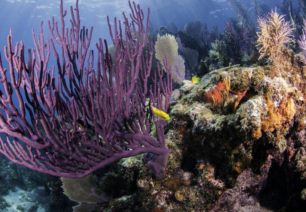 An atoll is surrounded by a coral reef.