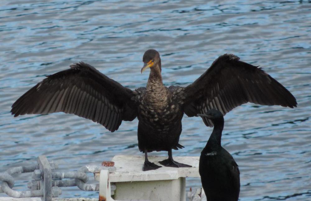 Cormorants are waterbirds that have dark, glossy plumage.