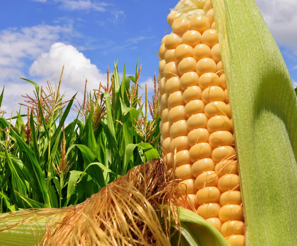 You might see crows, not ravens, in cornfields.