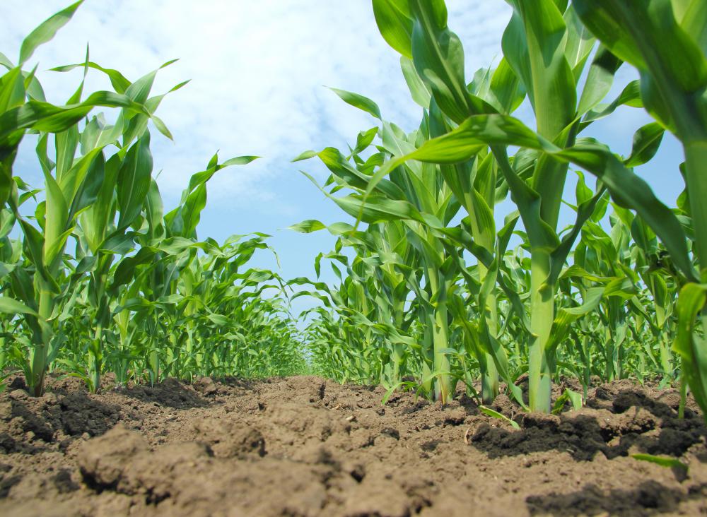 Grain weevils can attack grains, such as corn, as it grows in the field.