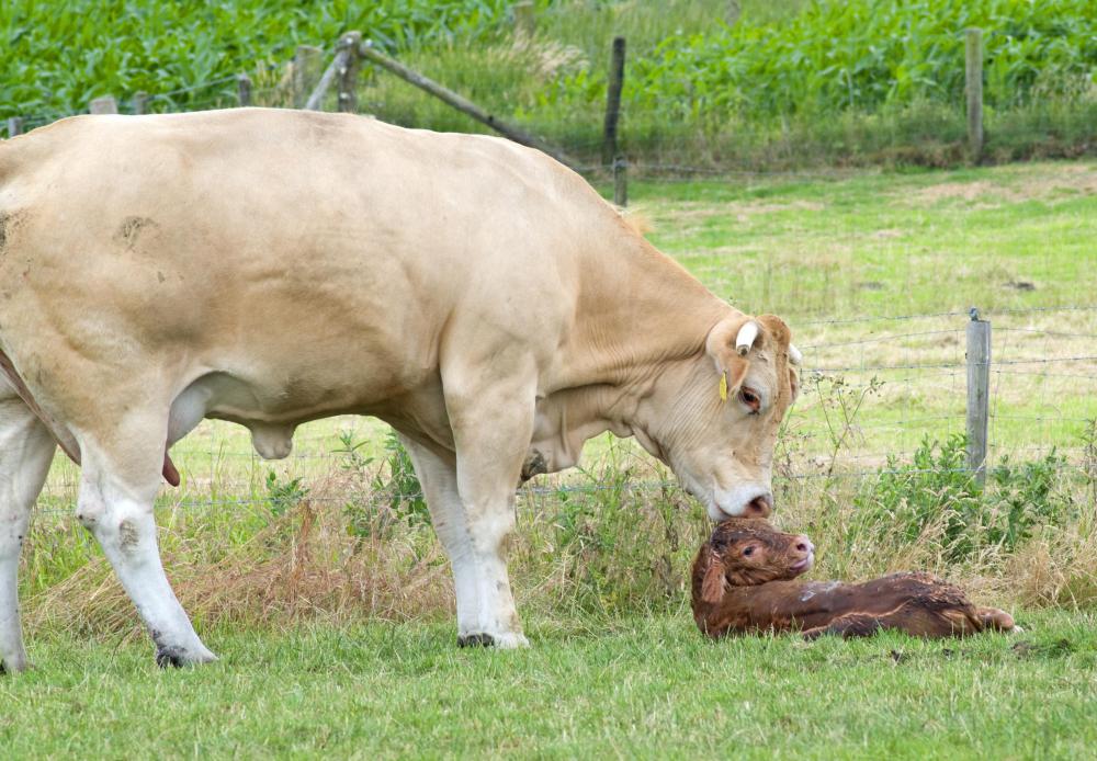 After giving birth, a cow is no longer a heifer.
