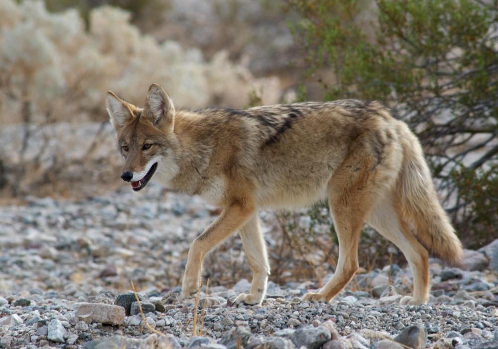 Foxes are distantly related to the coyote.