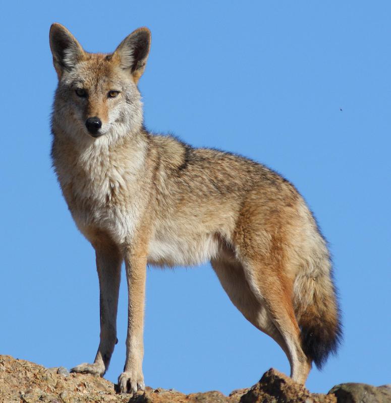 Sheep herders need to protect against coyotes.