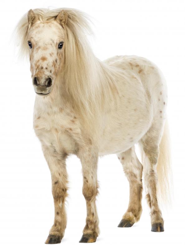 A pony is a full grown animal that is stockier in build and smaller in height than a full grown horse.