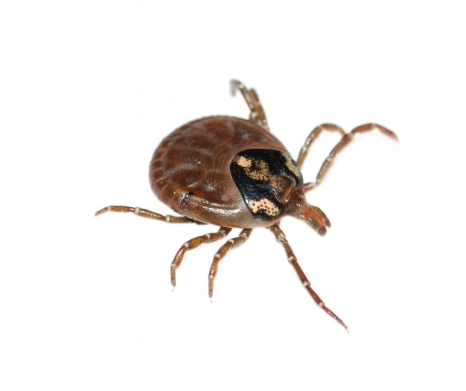 When black ticks -- also known as deer ticks -- bite they can spread neurotoxins to humans and infect them with Lyme disease.