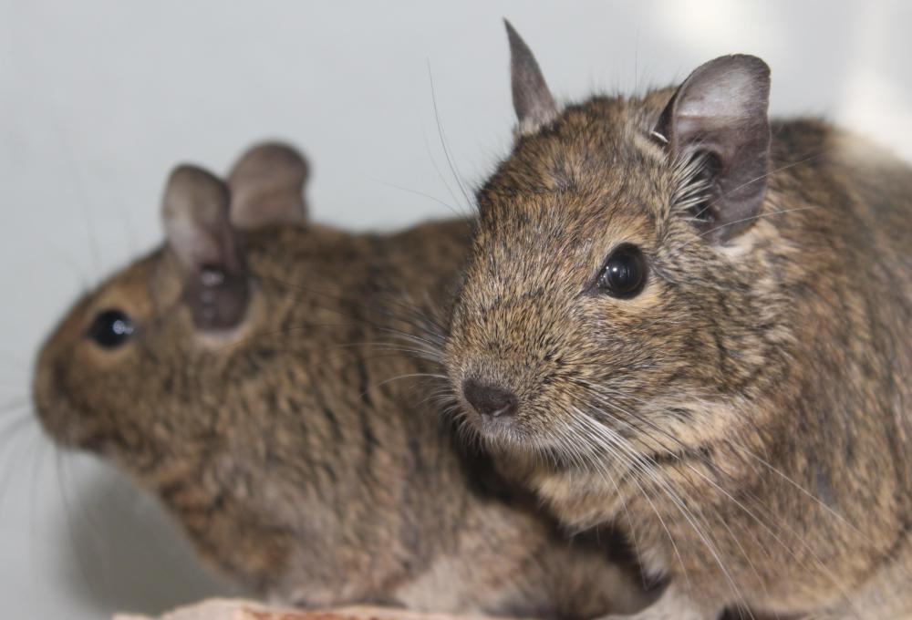 Scientists have had great interest in the common degus for decades.
