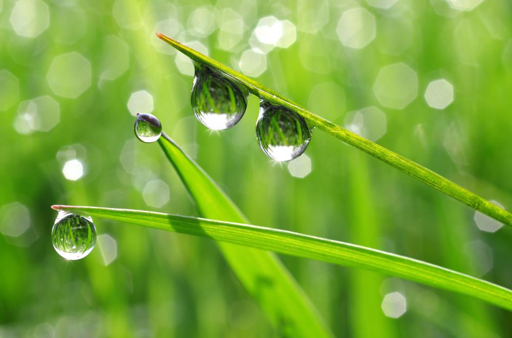 Dew is a smaller version of the hydrologic cycle.