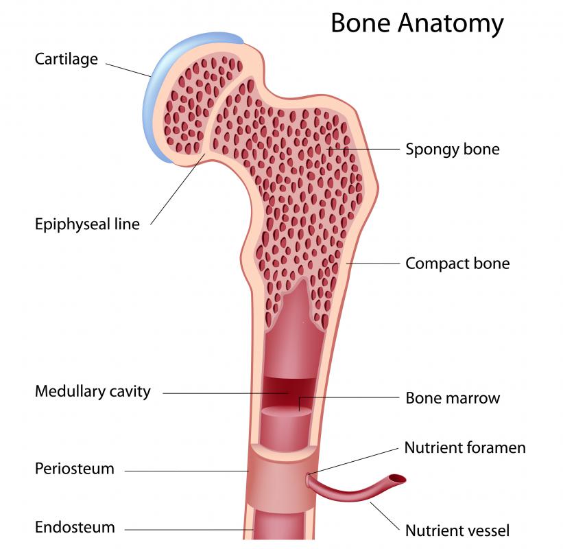 A diagram of the anatomy of a bone, showing the bone marrow.