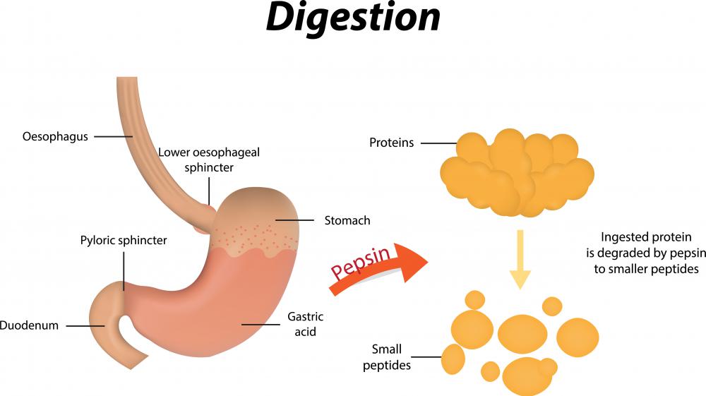 Stomach acid in the proventriculus, especially hydrochloric acid, along with mucus and the pepsin enzyme, are used to break down and soften whole pieces of food.