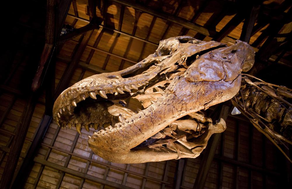 Animals that went extinct before the rise of humans, such as dinosaurs, are known only through the fossil record.