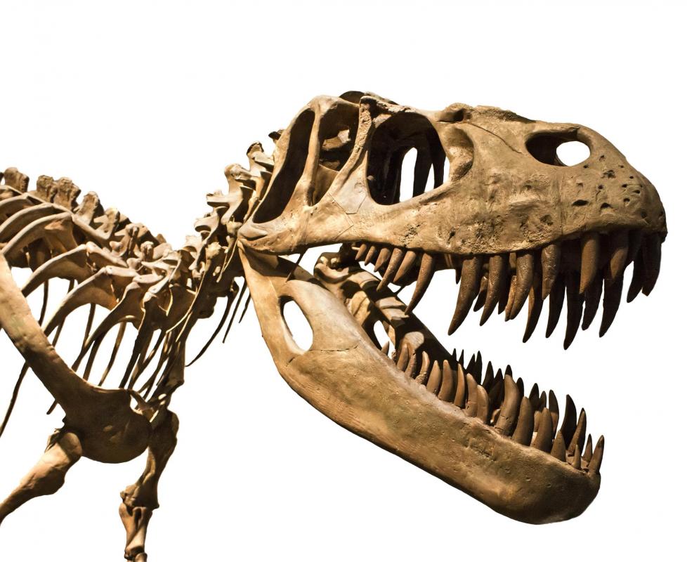 Dinosaurs appeared about 230 million years ago, and roamed the earth for 160 million years until extinction.