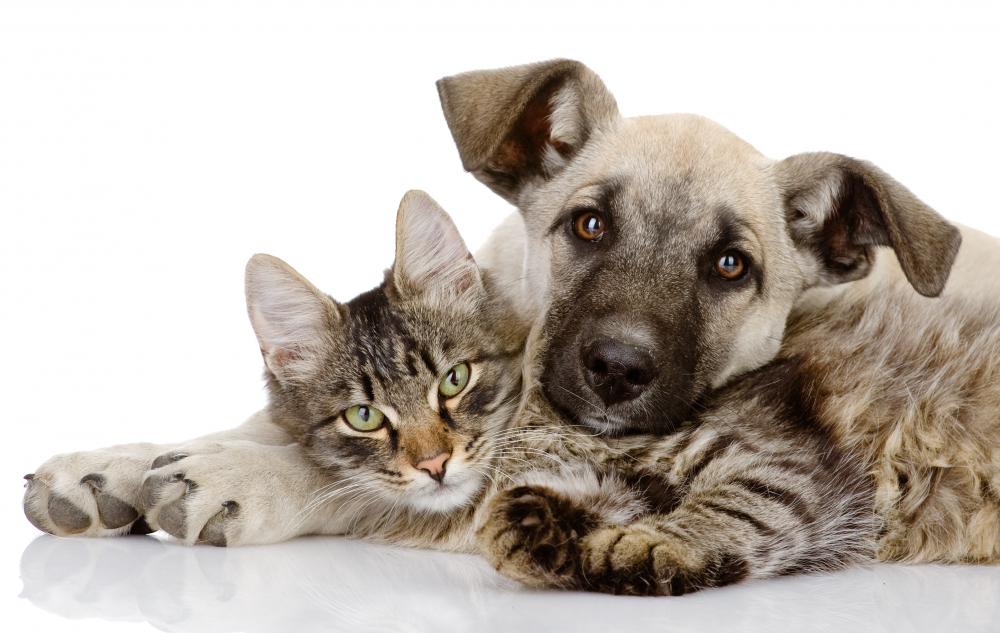Styptic powder is most often used on dogs and cats.