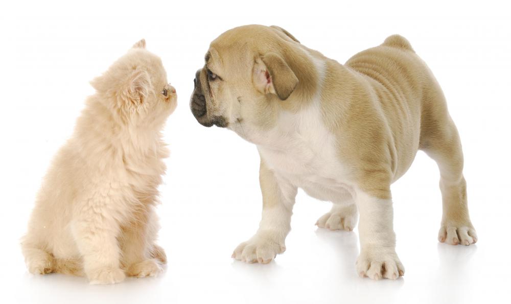 Dog and cat staring at eachother.