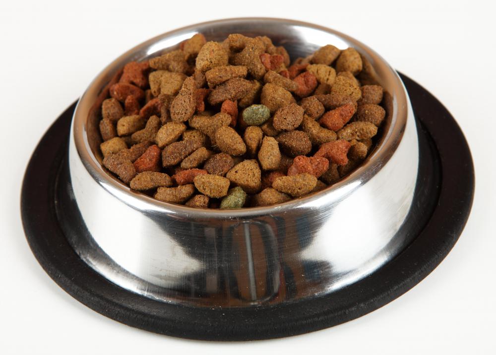 Vegetarian dog food is available at larger pet stores.