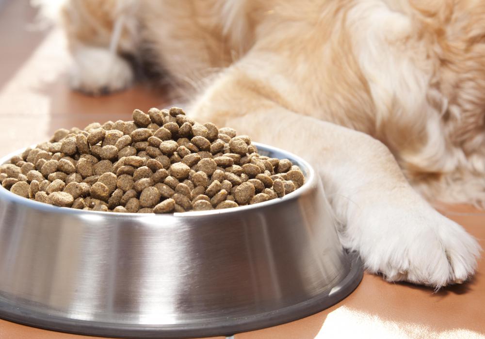 Food should be limited for a dog recovering from canine enteritis.