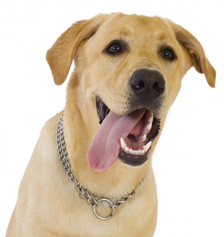 Dogs pant to regulate their body temperature.