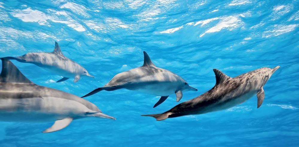Dolphins are typically considered playful mammals.