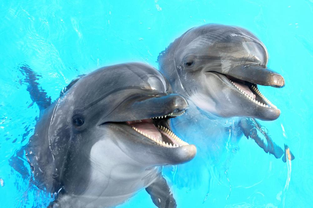 The dolphin is considered to be one of the most intelligent creatures on the planet.