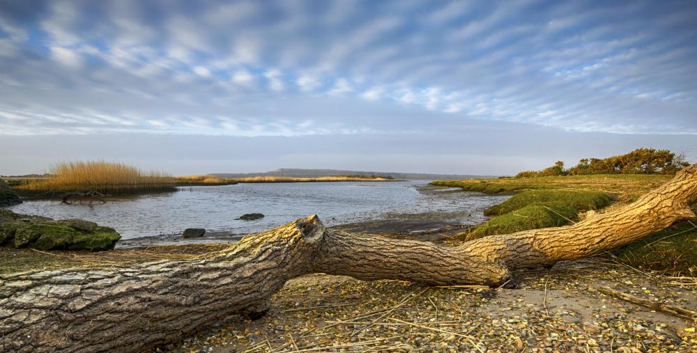 While most closely associated with oceans, drift wood can also be found along river banks and lake shores.