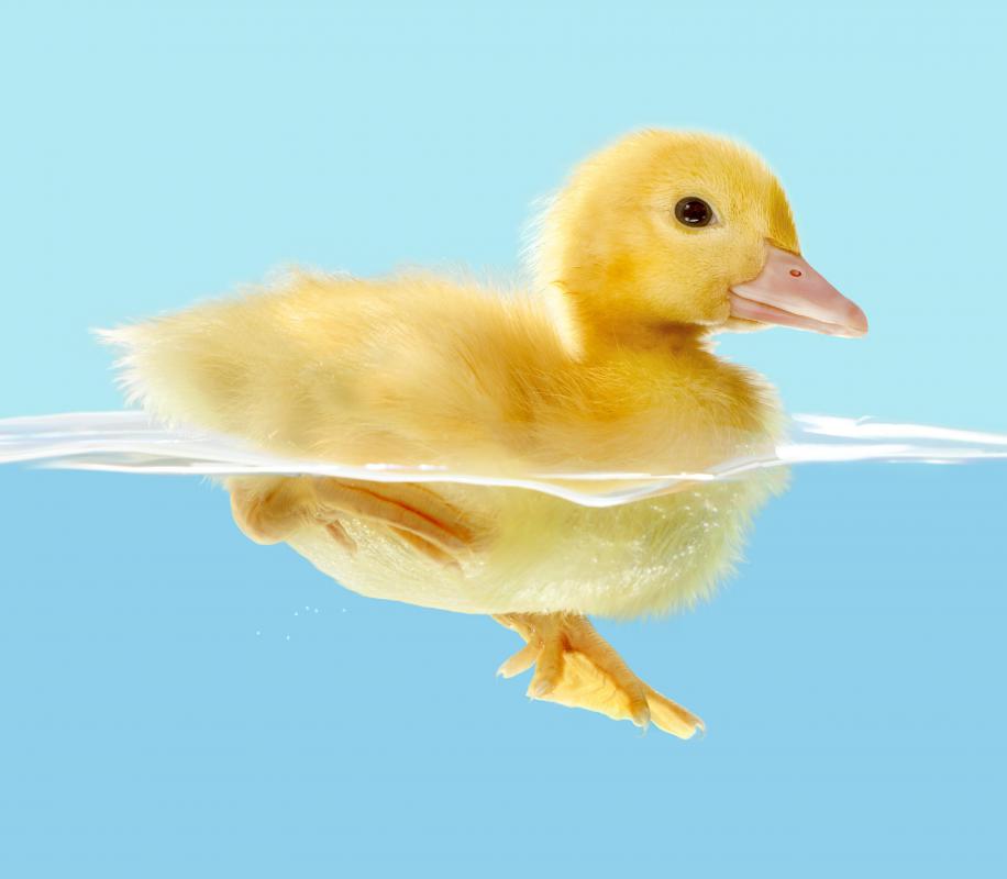 Ducklings can be good pets for people with ponds.