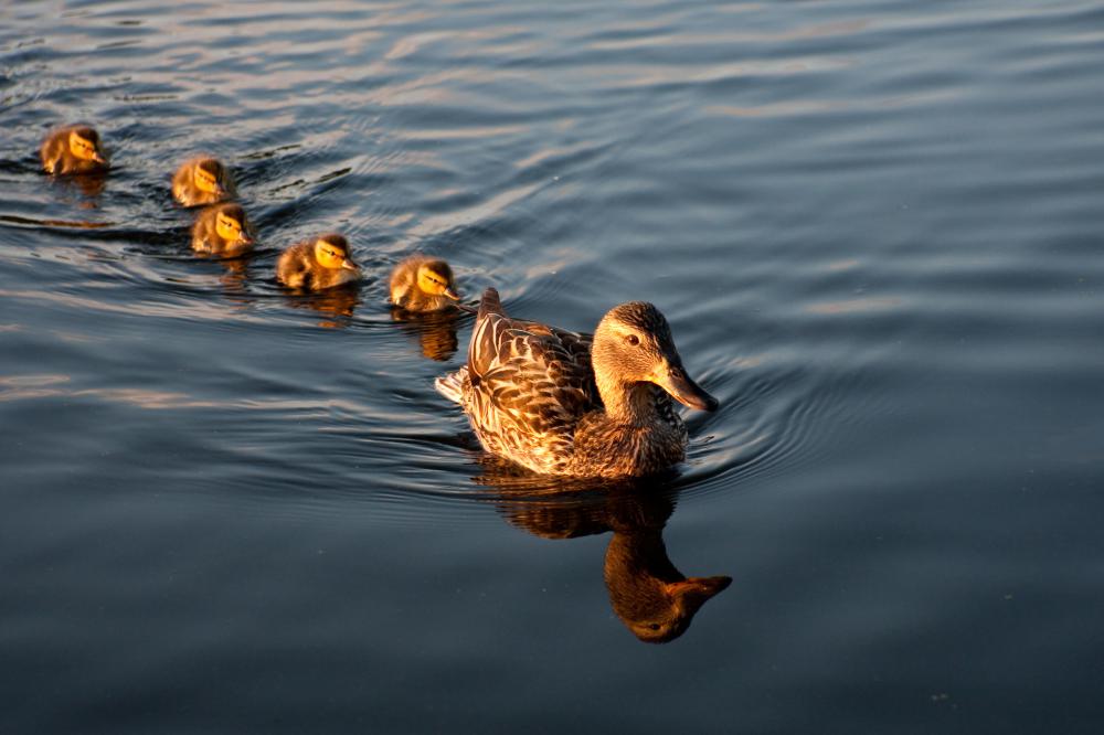 Ducks are common in wetlands.