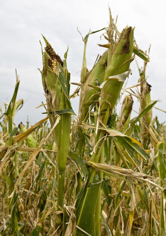Agricultural producers lose valuable crops each year to disease.