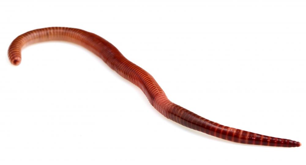 Earthworms in the ground are a sign of healthy soil that is not too compacted.